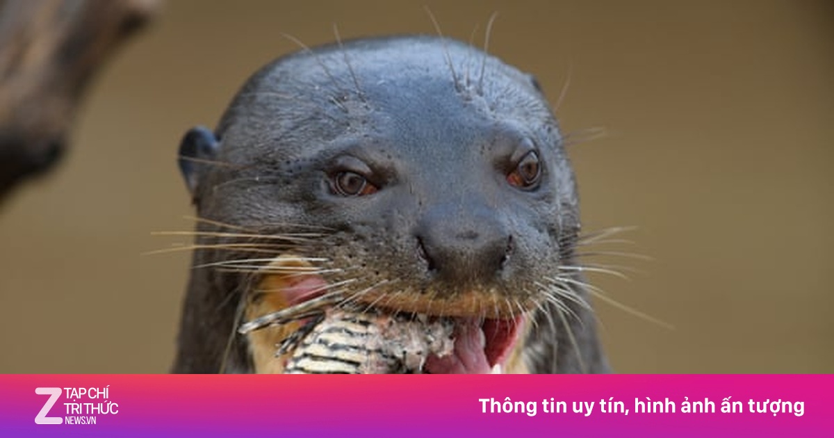 Tưởng đã tuyệt chủng, rái cá khổng lồ xuất hiện trở lại ở Argentina ...