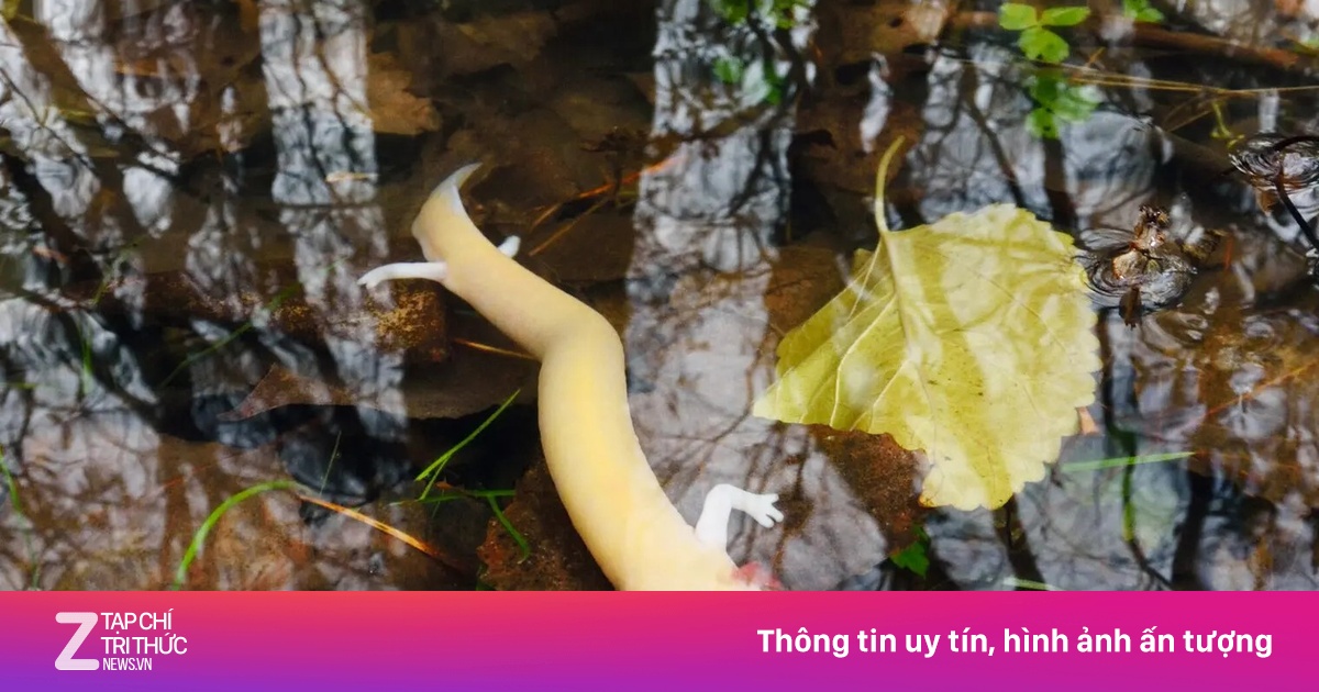 Phát hiện gây kinh ngạc về 'rồng con' hang sâu - Đời sống - ZNEWS.VN