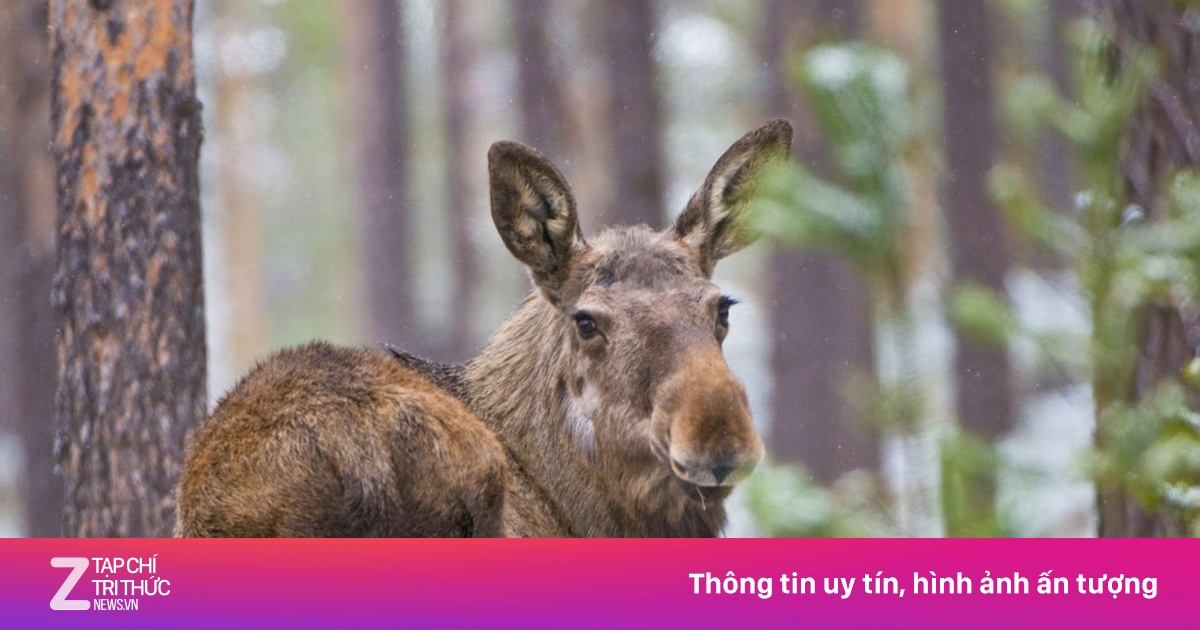 Hàng triệu người theo dõi cuộc di cư của nai sừng tấm ở Thụy Điển