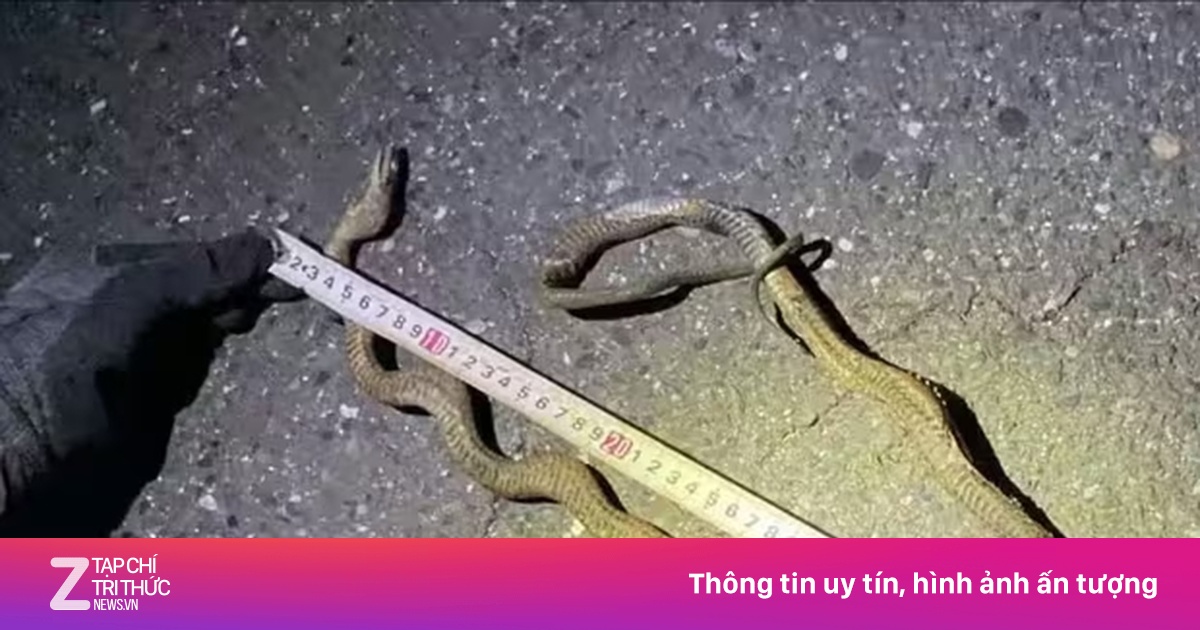 Tuyến tàu bận rộn nhất Nhật Bản tê liệt vì một con rắn | Znews.vn