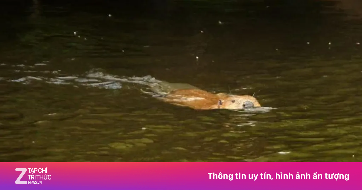 Loài vật tuyệt chủng 400 năm tái xuất trong tự nhiên