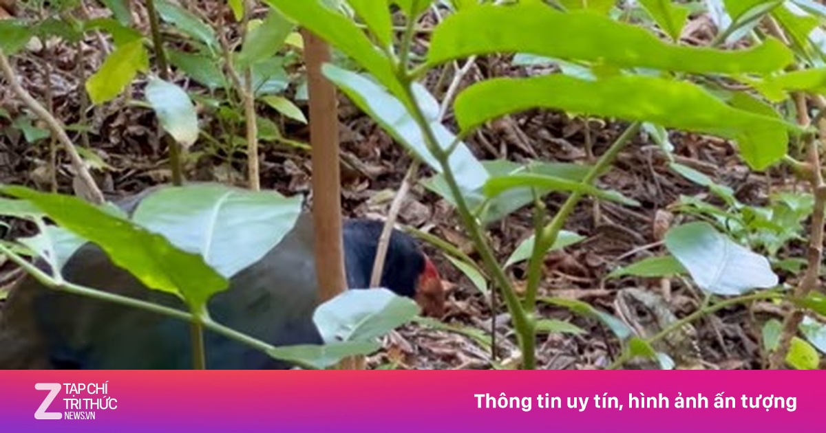 Cảnh tượng hiếm có tại New Zealand