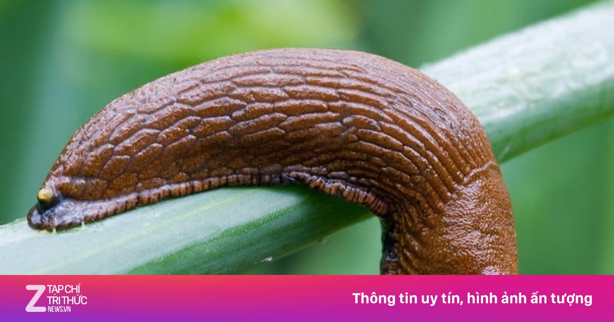 Sên trần khiến chung cư ở Đức náo loạn