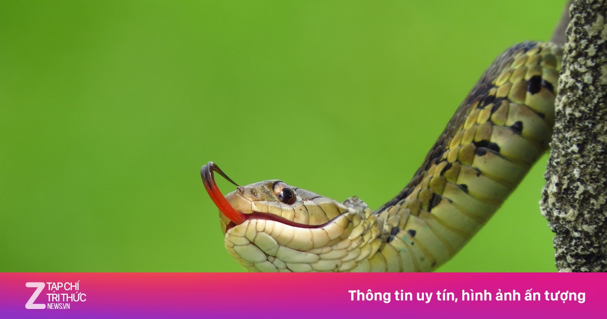 Đắp thuốc lá lên vết rắn độc cắn, bé trai 10 tuổi nguy kịch | Znews.vn