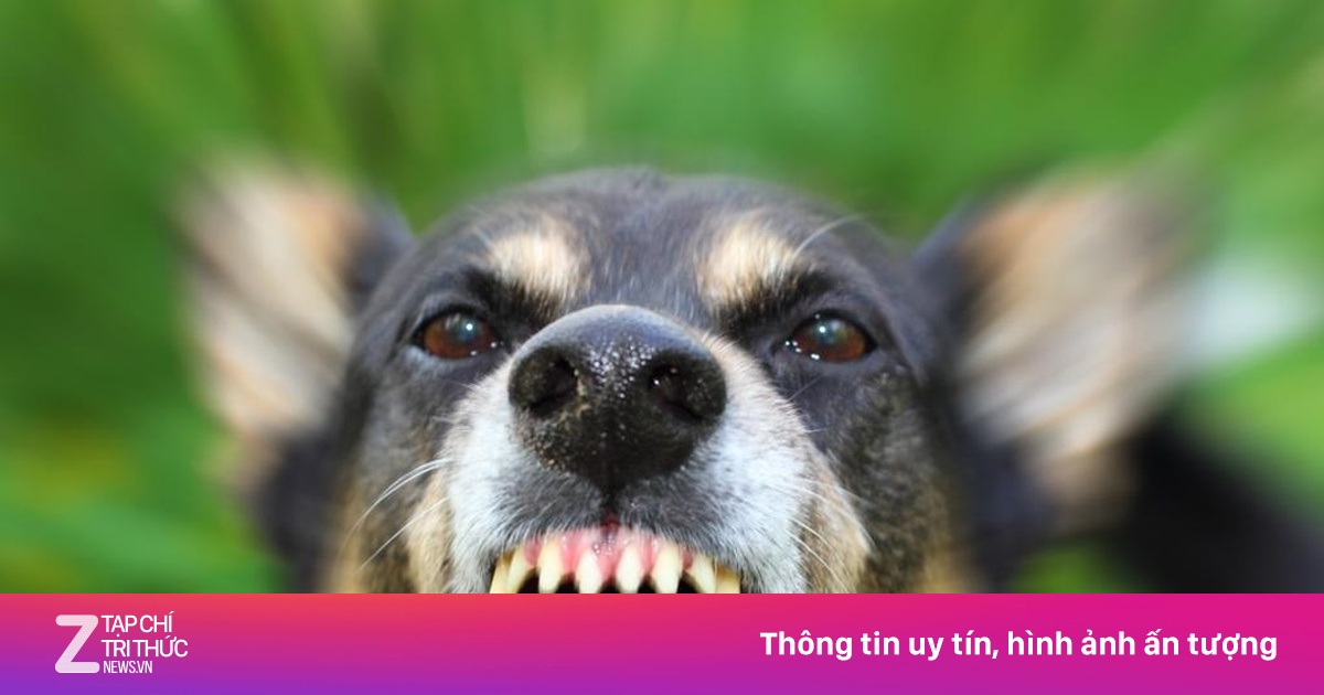 Người phụ nữ bị chó cắn rách kết mạc mắt, đứt lệ quản | Znews.vn