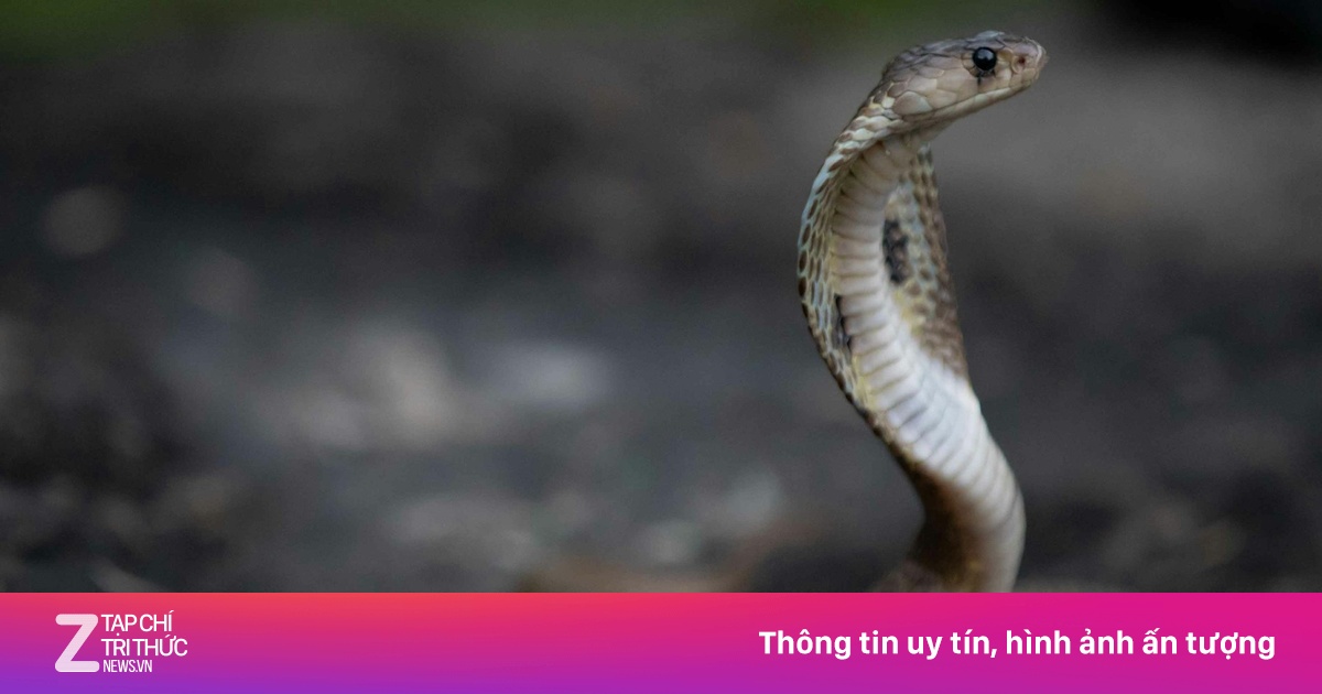 Phân biệt rắn độc và rắn không độc cắn - Sức khỏe - ZNEWS.VN