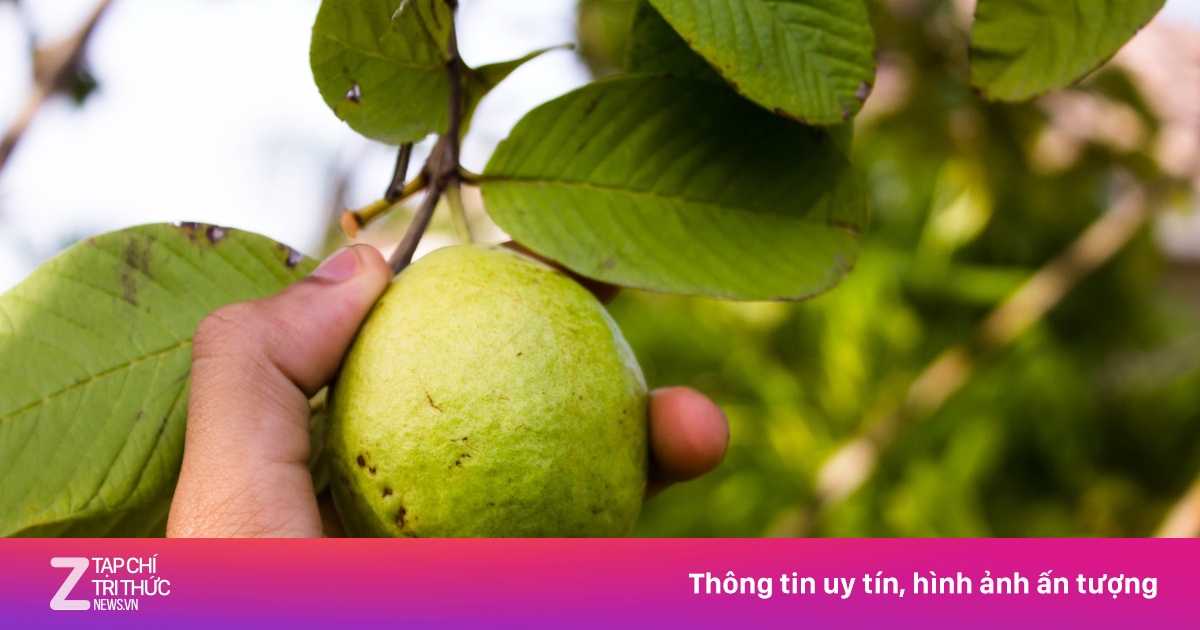 Tác dụng thật sự của lá ổi trong chữa tiểu đường