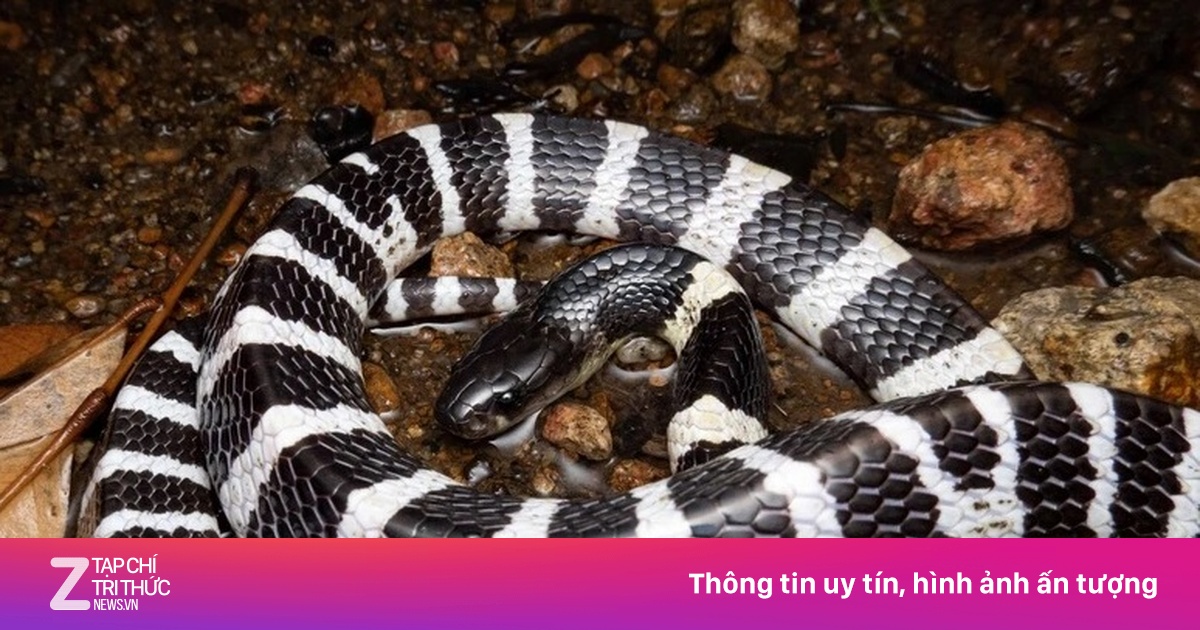 Rắn cạp nia chui ra từ điều hòa, cắn bé gái 7 tuổi nguy kịch