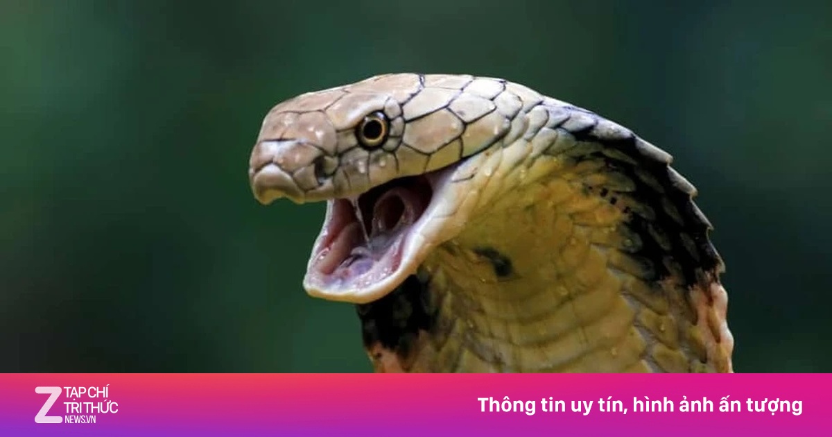 Ngồi chơi trong nhà, bé trai bị rắn cắn ngưng thở