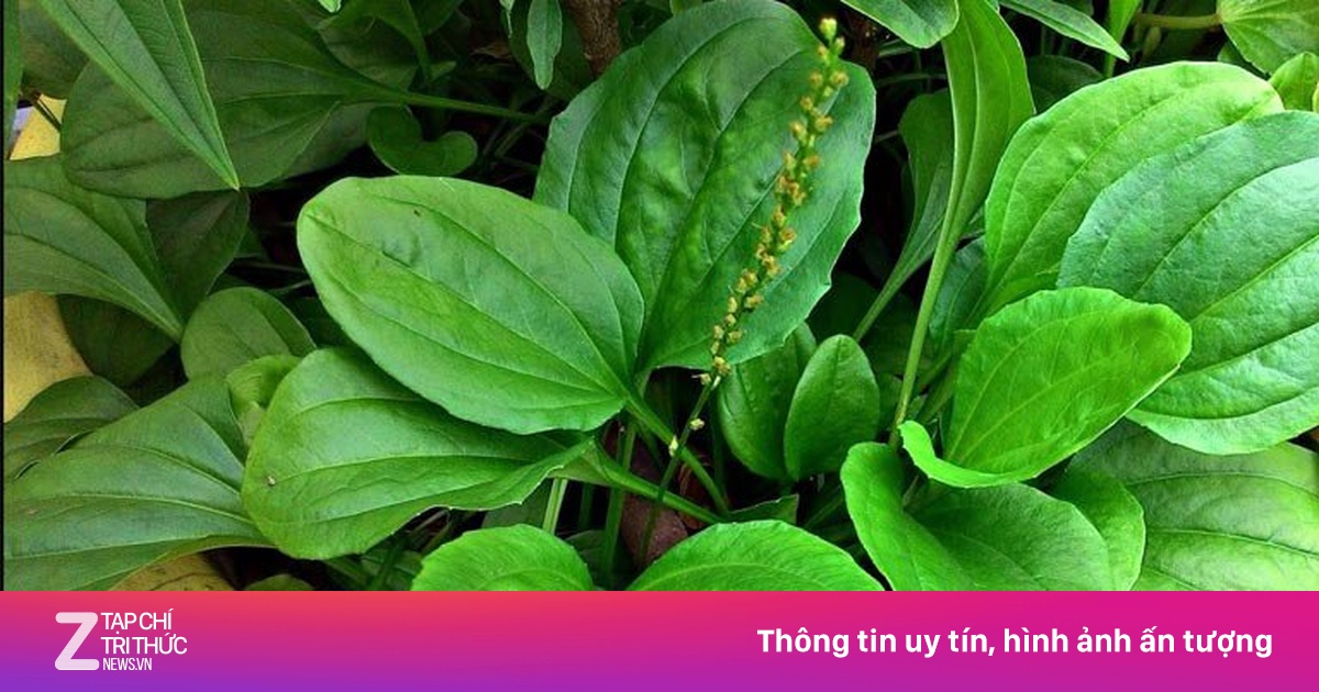 Cây mã đề chữa được những bệnh gì?