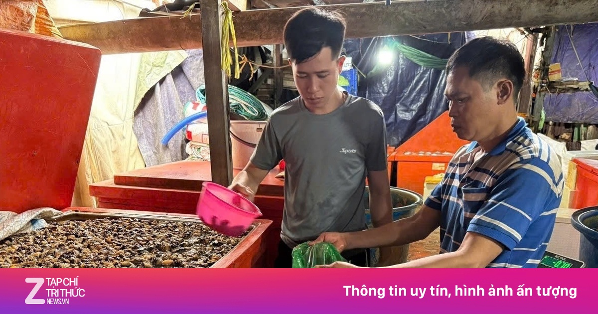 500 tấn hóa chất ngâm ốc bươu ở TP.HCM: Âm thầm hại gan, suy thận