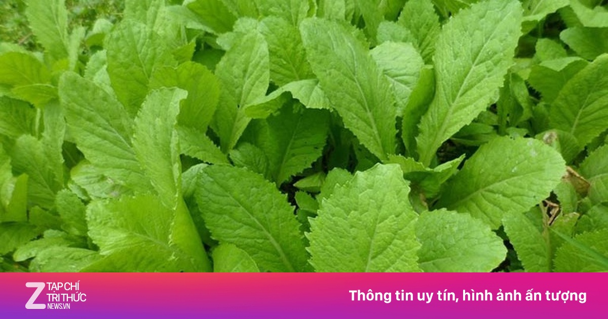 Lợi ích của cải bẹ xanh đối với sức khỏe