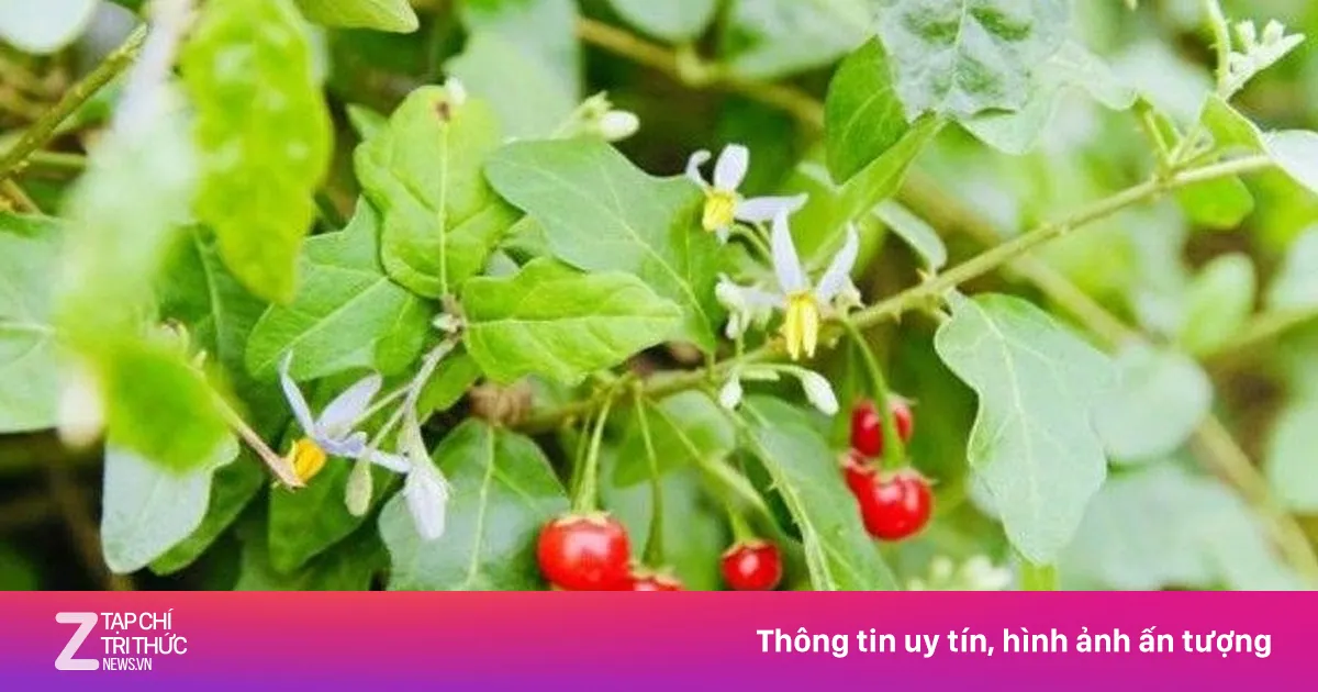 Loại cây mọc hoang được ví như 'thần dược' cho gan