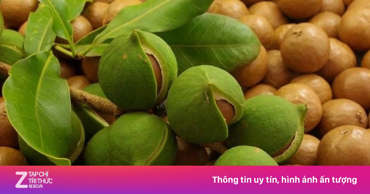 Hạt Macca: 'Nữ Hoàng Hạt' Đắt Giá, Dinh Dưỡng Vàng Có Sẵn Tại Việt Nam