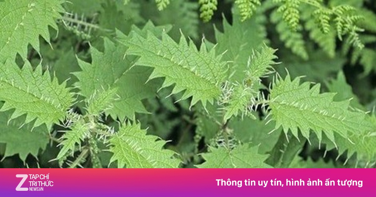 Cây thuốc quý bổ ngang nhân sâm, tổ yến, không trồng vẫn mọc đầy vườn