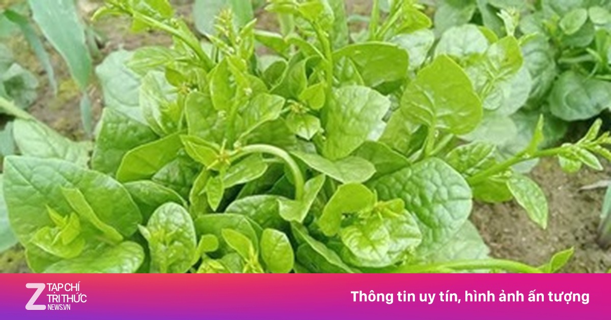 Giải nhiệt, nhuận tràng với rau mồng tơi