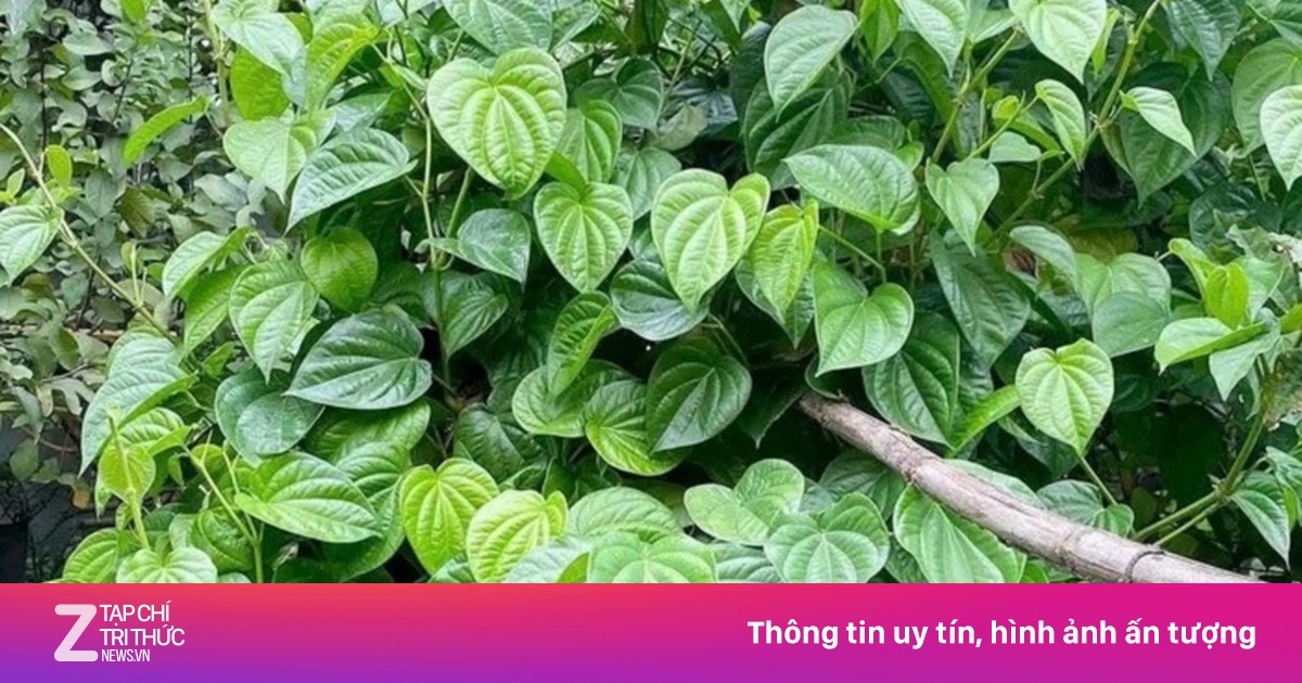 Lá Trầu Không - 'Thảo Dược Quý' Dưỡng Gan Bổ Não Ít Người Biết Đến