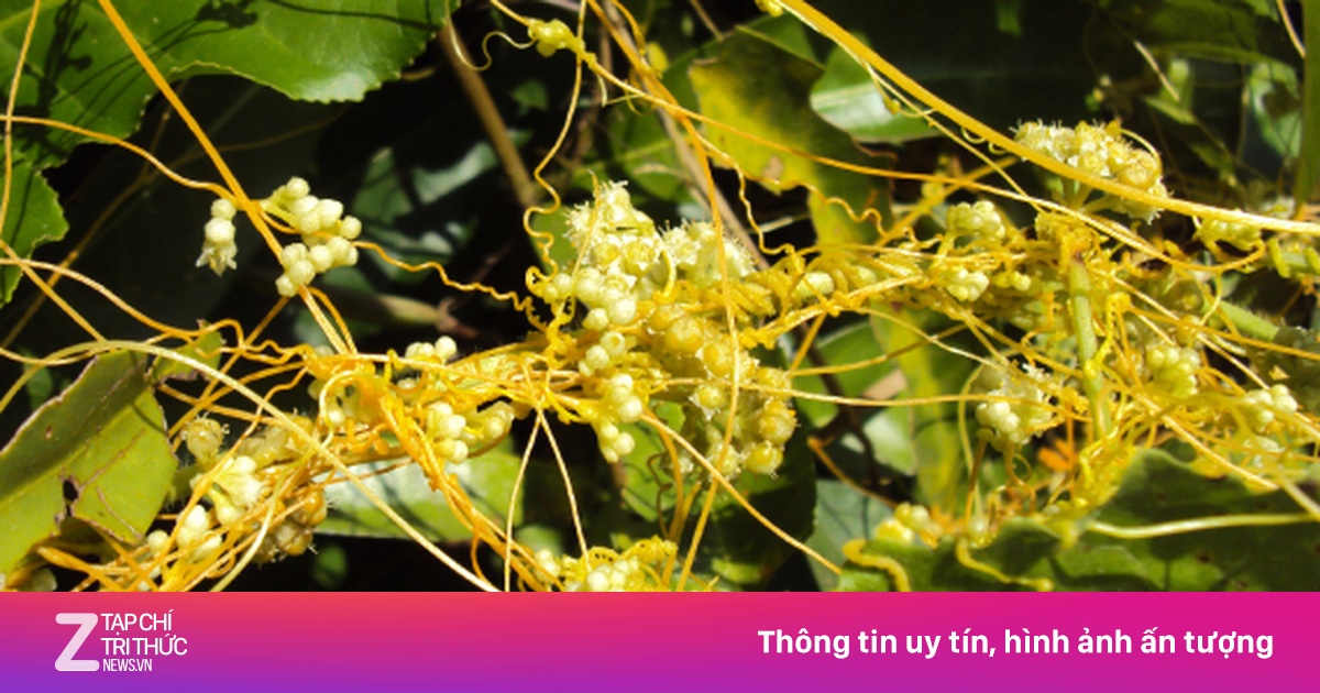 Dây Tơ Hồng Vàng: Công Dụng Bất Ngờ Cho Sức Khỏe Nam Giới Và Nữ Giới
