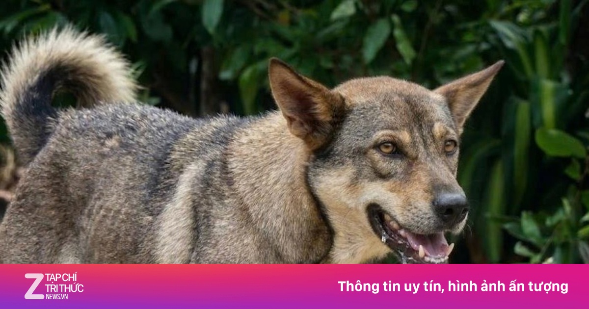 Bé trai 5 tuổi ra đi trong đau xót sau 4 tháng bị mèo cào