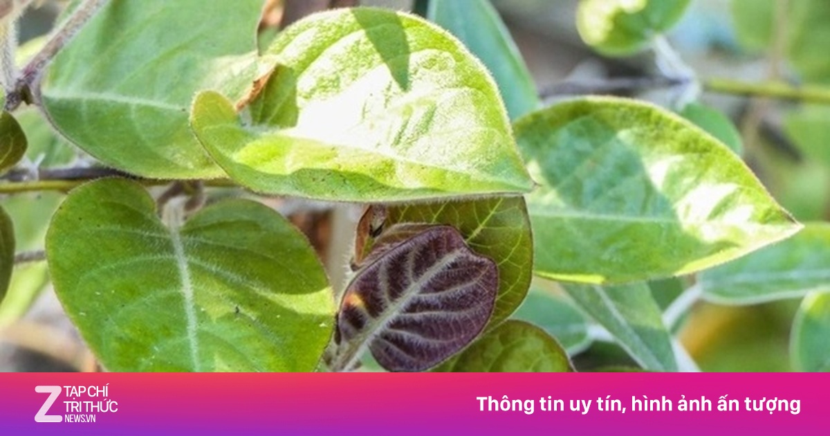 Loại lá quen thuộc ở Việt Nam, dùng thường xuyên bổ chẳng kém nhâm sâm