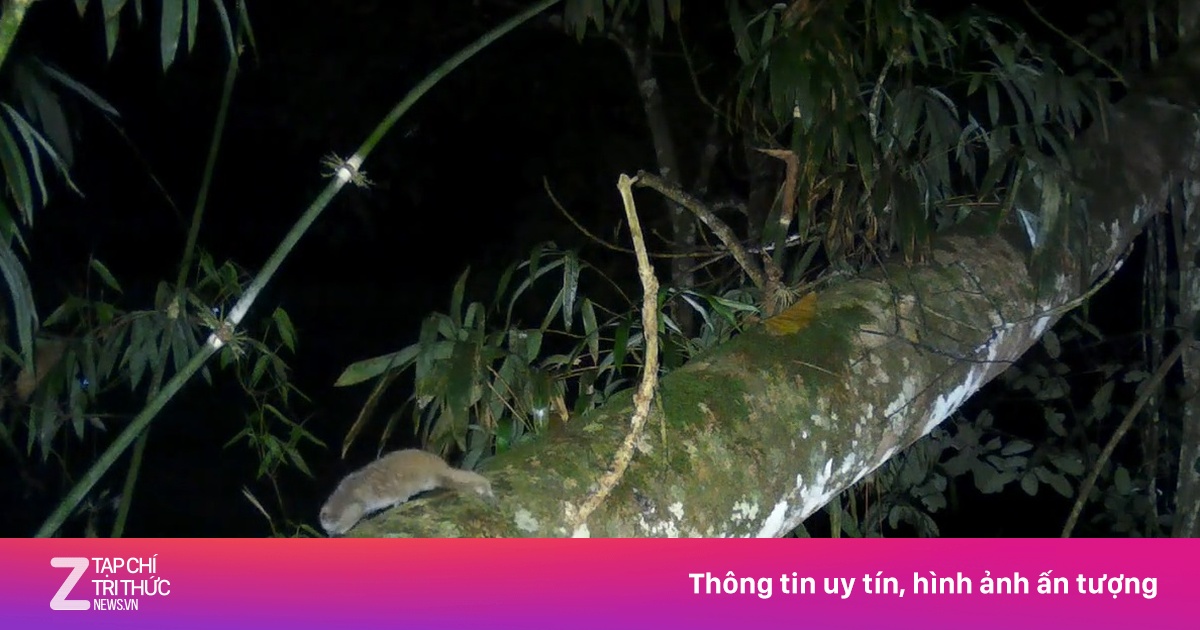Lộ diện loài thú có độc duy nhất ở Việt Nam