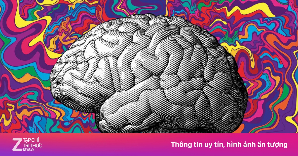 Đại học Mỹ lần đầu đào tạo cử nhân học về thuốc lắc, nấm ma thuật