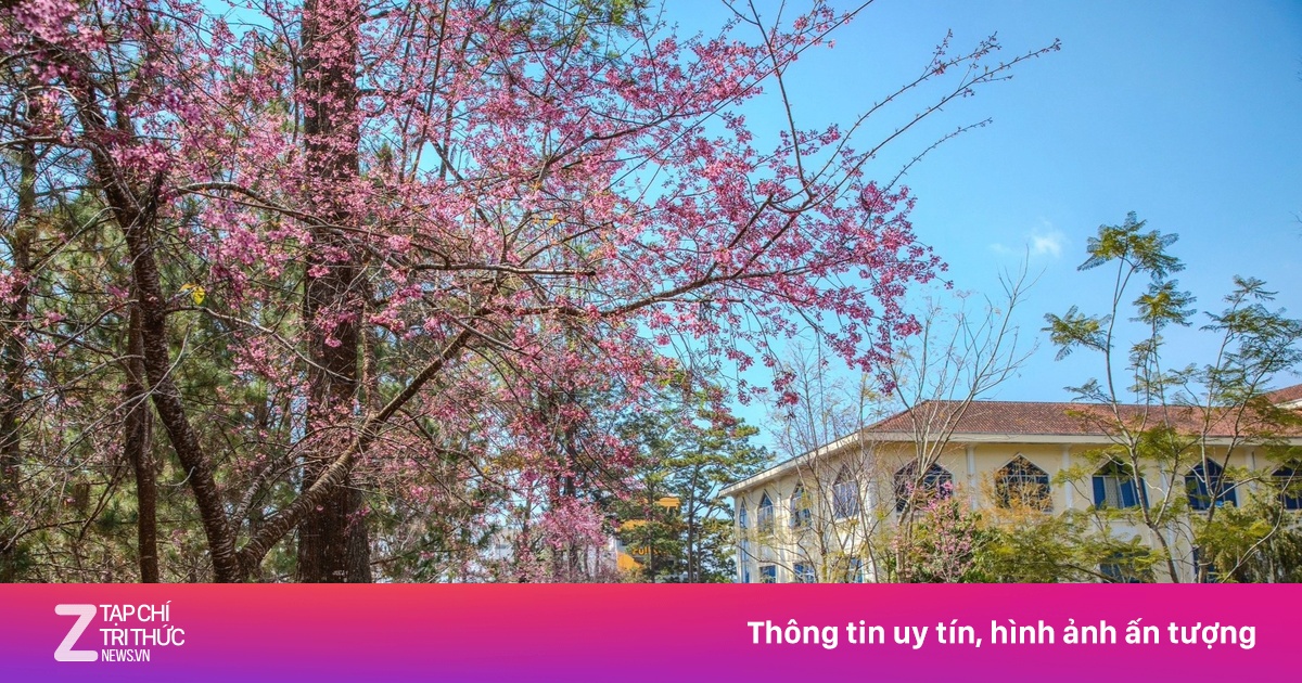 Mai anh đào nở rộ, trường học Đà Lạt vào mùa đẹp nhất năm
