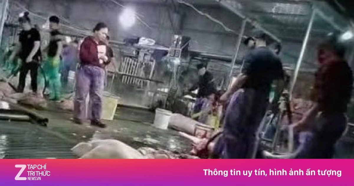 Phụ huynh Hà Nội lo lắng khi thịt lợn bệnh dịch tả châu Phi tuồn vào trường học