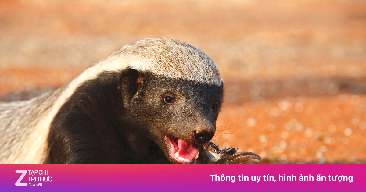 Loài được mệnh danh 'trùm giang hồ' trong thế giới động vật