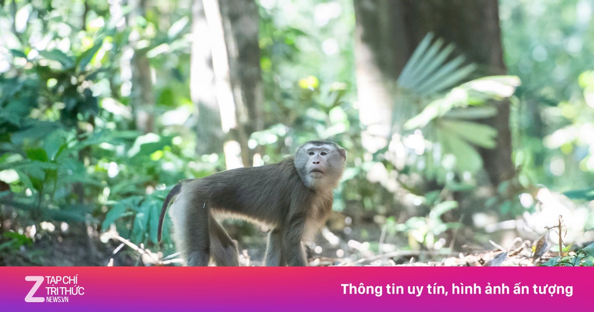 Vườn Quốc gia Chư Mom Ray: Nơi hội tụ động thực vật quý hiếm trong Sách Đỏ