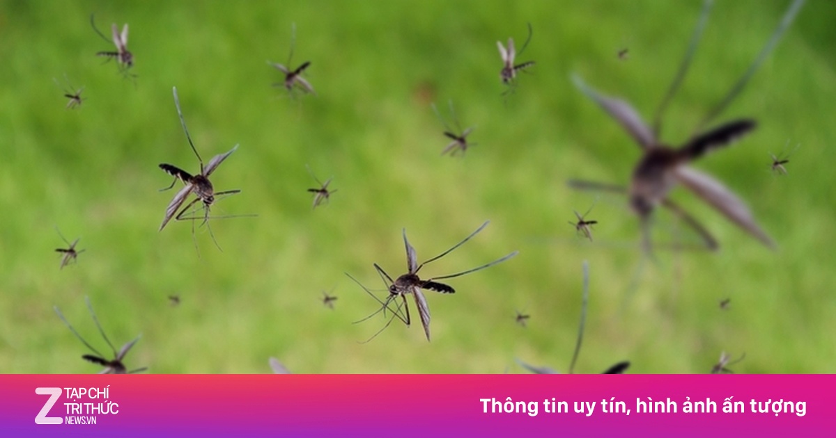 Vì sao nước Mỹ cố tình thả hàng tỷ con muỗi vào môi trường tự nhiên?