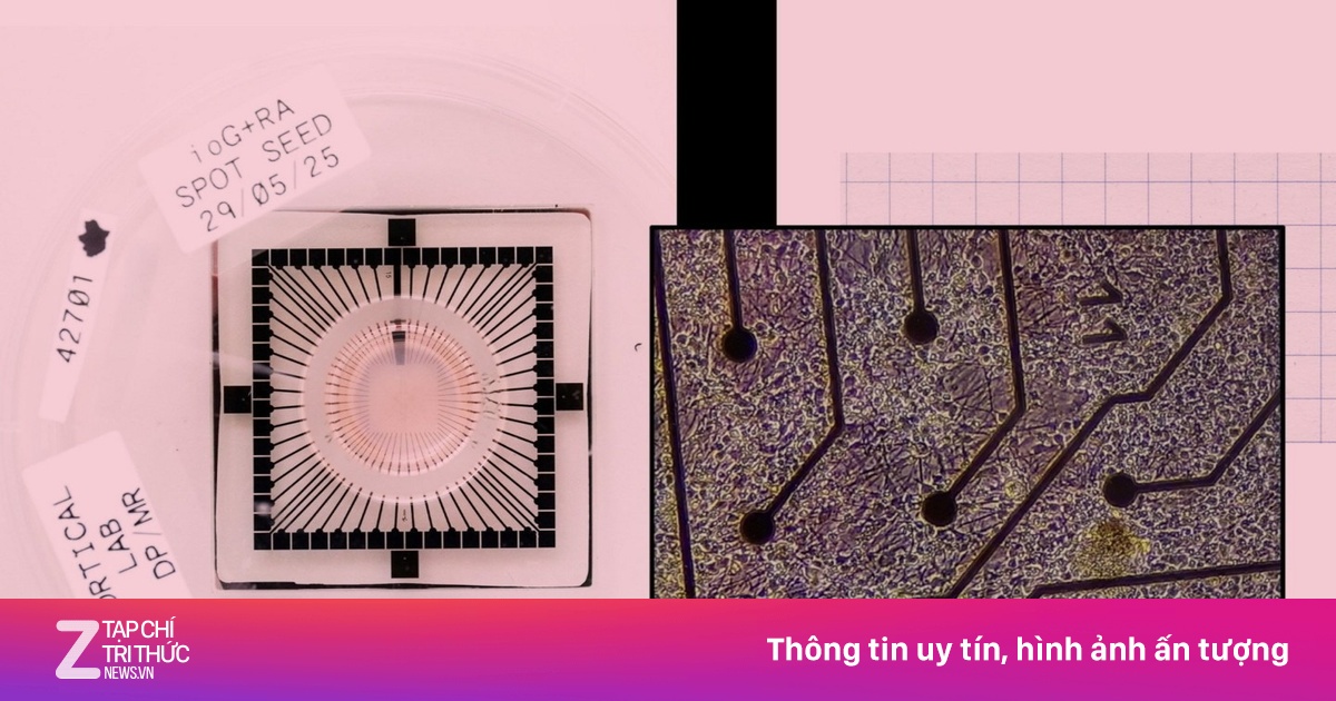 Bên trong nơi tạo ra máy tính chạy bằng tế bào não sống