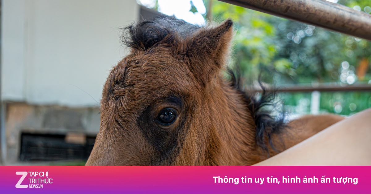 Ngựa lùn Cacao - 'Em bé quốc dân' mới chào đời gây sốt tại Thảo Cầm Viên Sài Gòn