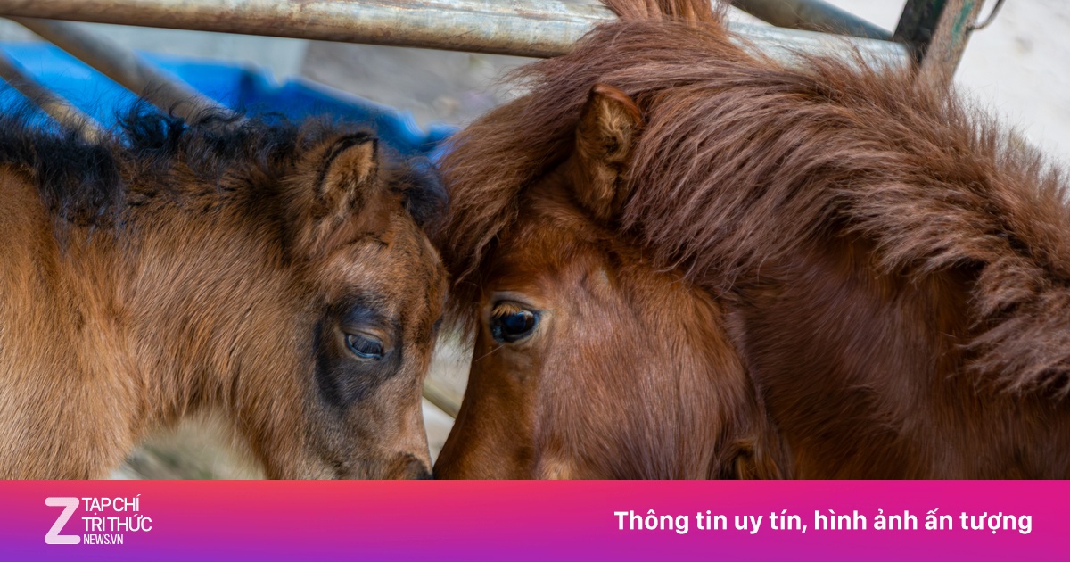 Ngựa lùn Cacao 1 tháng tuổi ở Thảo Cầm Viên chưa hết 'hot'