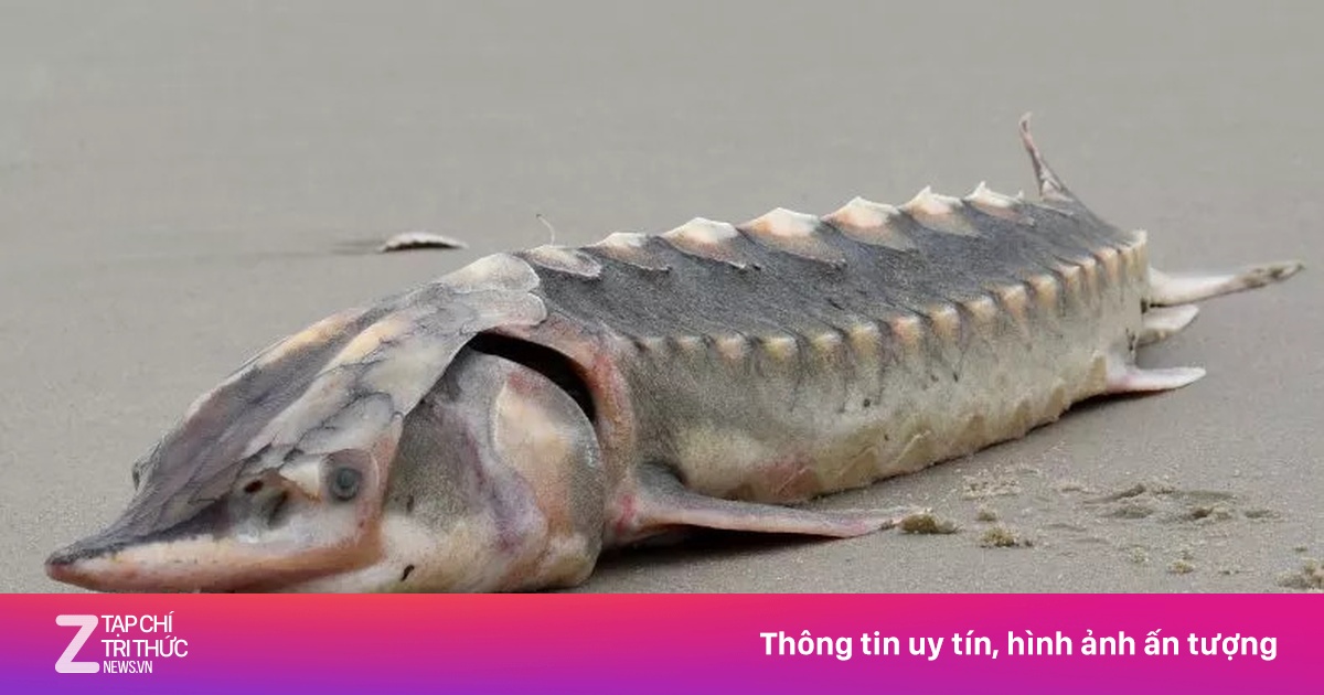 Xác loài cá từ thời tiền sử dạt vào bờ biển nước Mỹ - Thế giới - ZNEWS.VN