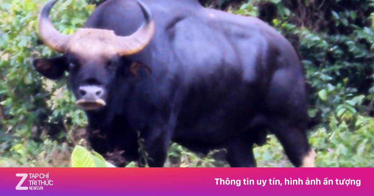 Bò tót húc tử vong nhân viên bảo vệ rừng