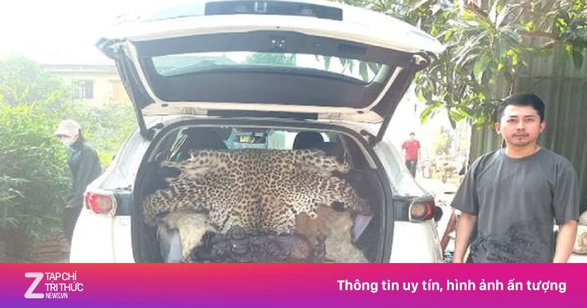 Khởi tố tài xế Mazda CX5 chở bộ da báo hoa mai đi bán