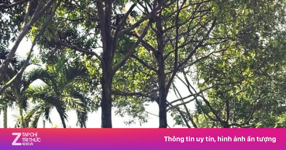 Bộ Công an đề nghị Đắk Lắk cung cấp hồ sơ dự toán 4 dự án cây xanh