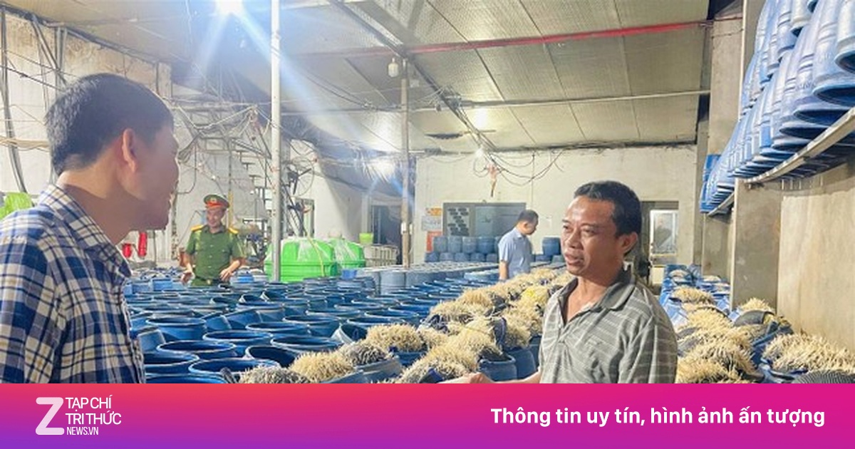 Lạnh người với quy trình sản xuất hàng giá đỗ ngậm hóa chất độc hại