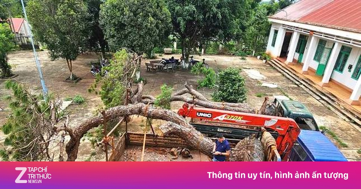 Điều tra vụ trộm 2 cây thông bonsai cổ thụ trong dự án sân golf FLC