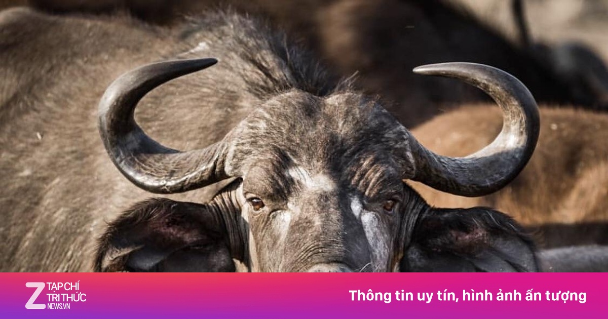 'Thánh địa' của loài động vật khổng lồ