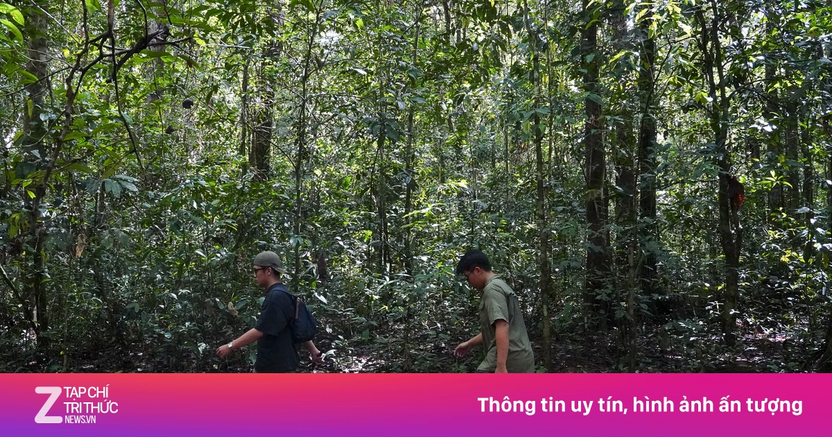 Đồng Nai sắp làm 13 km đường trên cao xuyên rừng Mã Đà