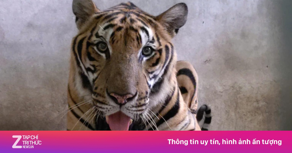Hổ 'ông Tây' biểu diễn lần cuối ở Thảo Cầm Viên, nghỉ hưu sau 15 năm