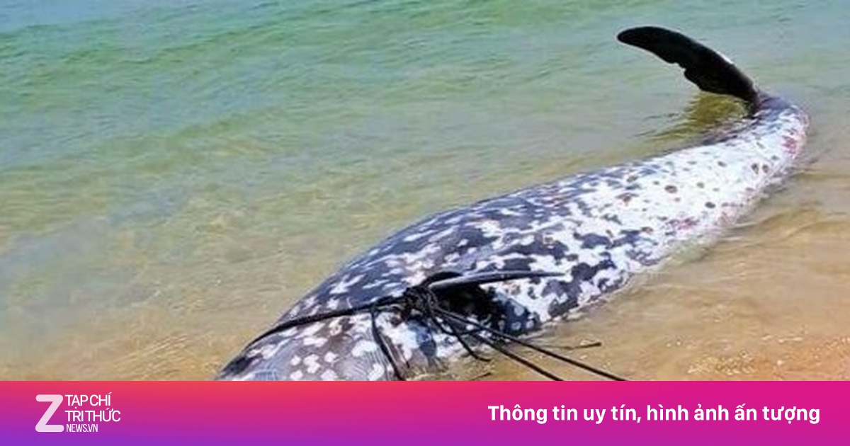 Xác cá 'khủng' nghi là cá voi mõm khoằm Cuvier dạt vào bờ biển Gia Lai