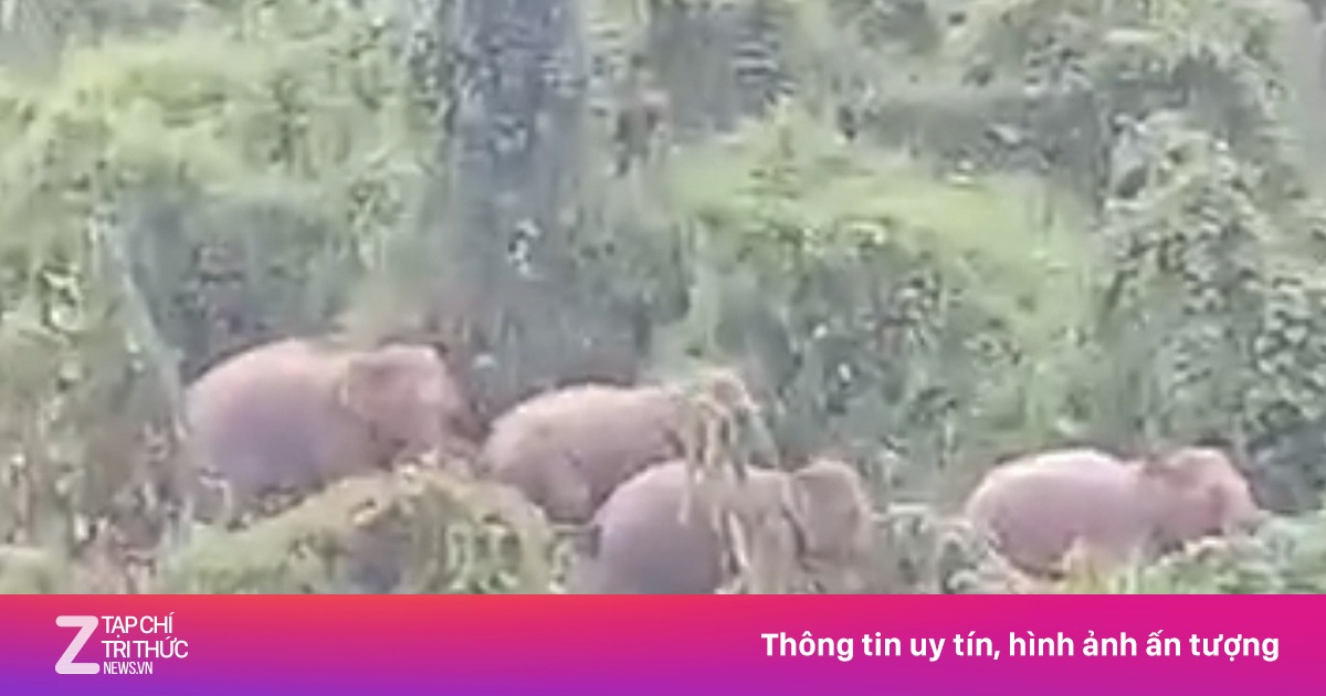 Phát hiện 5 con voi rừng ở Quảng Nam | Znews.vn