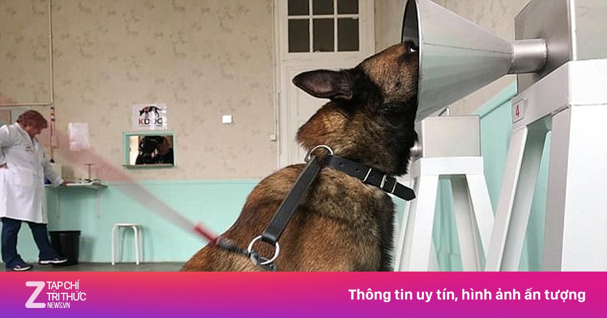 Chó Berger Đức có thể phát hiện chính xác người bị bệnh ung thư | Znews.vn