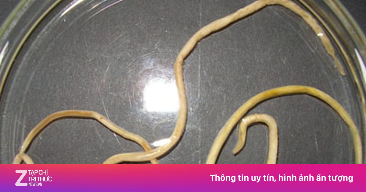 Giun sán chó mèo nguy hiểm như thế nào? | Znews.vn