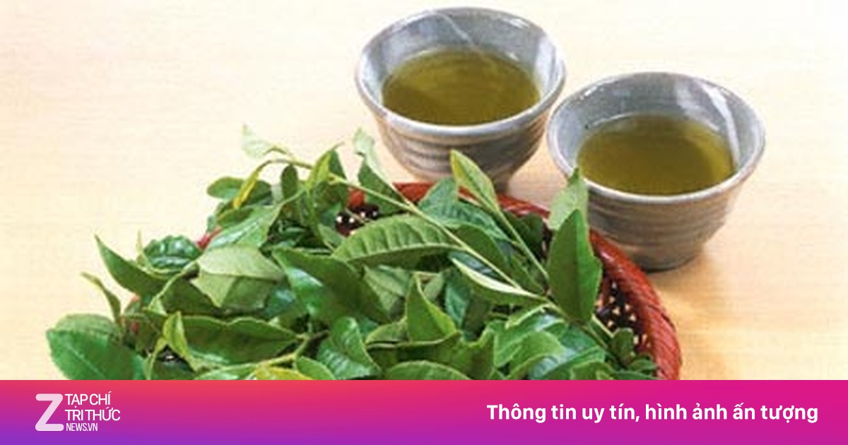 Phòng bệnh từ lá chè và kinh giới - Sức khỏe - ZNEWS.VN
