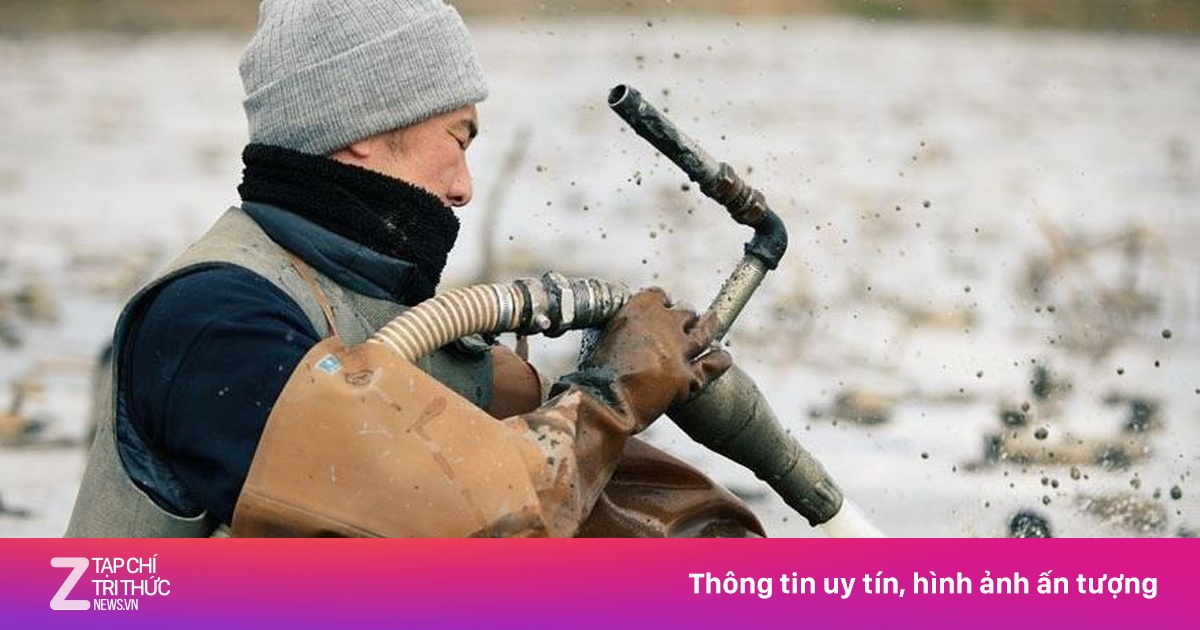 zingnews.vn