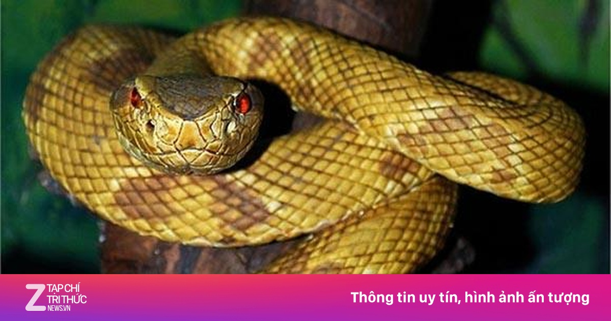 Khu rừng ngổn ngang rắn độc trên dãy núi cao nhất Việt Nam | Znews.vn